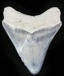 Serrated  Bone Valley Megalodon Tooth #22914-1